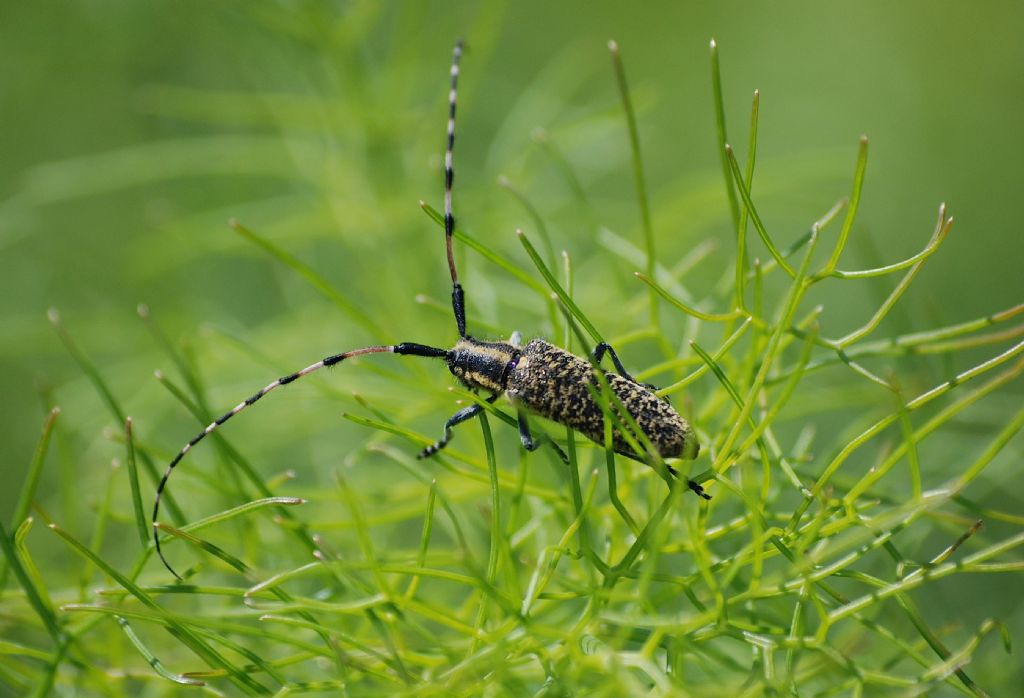 Agapanthia sicula ssp. malmerendii